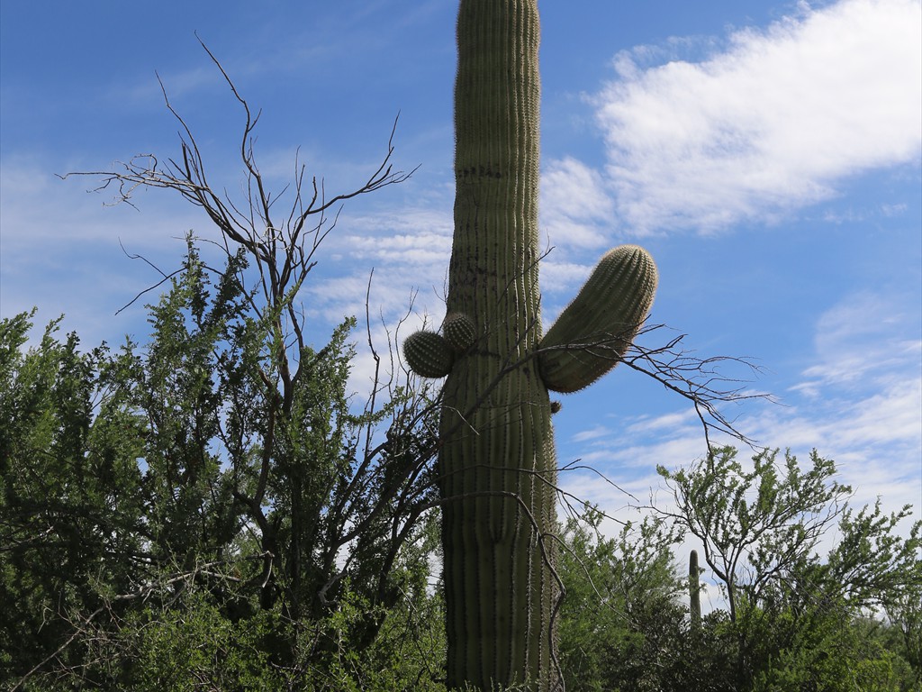 Saguaro