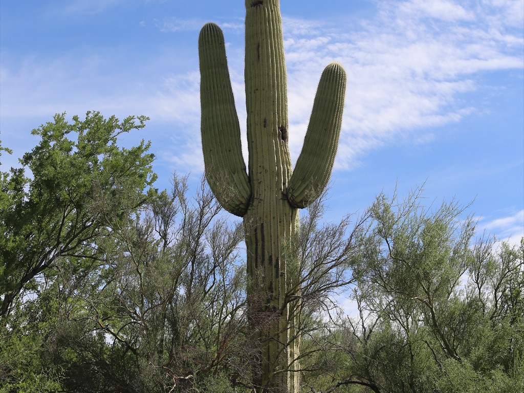 Saguaro