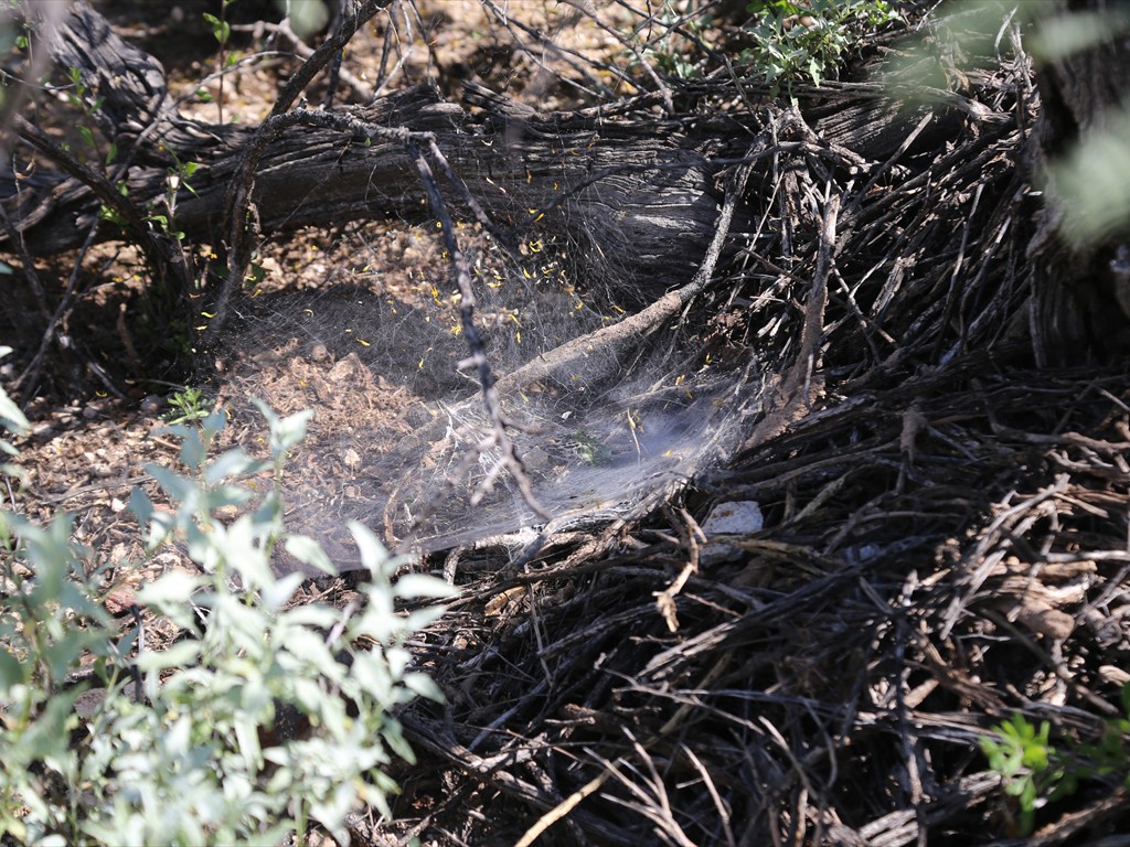 spider tarantula web