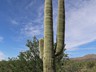 Saguaro