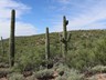 Saguaros