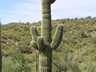 Saguaro grande