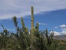 Saguaro