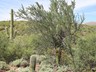 Saguaro single