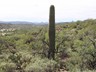 Saguaro single